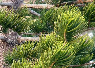 [Although this tree is a conifer, it does not have needles. The leaves curve away from the branches like thick green short pipecleaners. There are multitudes of leaves similar to needles on a pine tree, but these are thicker and only extend upward from the branch (rather than all the way around a branch like needled trees do).]